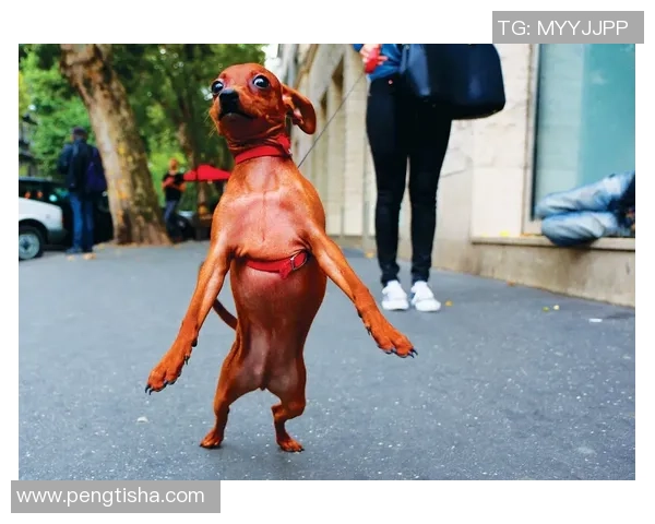 业余摄影师捕捉生活中的经典瞬间与搞笑表情包合集